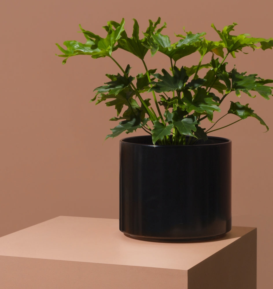 Benny Planter - Black